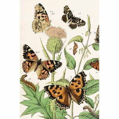 Vintage Post card Butterflies